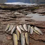 Perla I Nordfjord * Emhjella